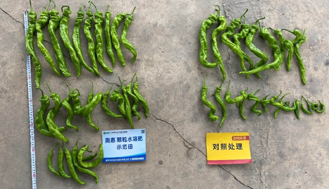 单株产量对比:示范田单株1.05kg;对照田单株0.65kg。.jpg