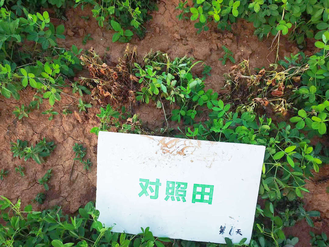 对照田死棵.jpg