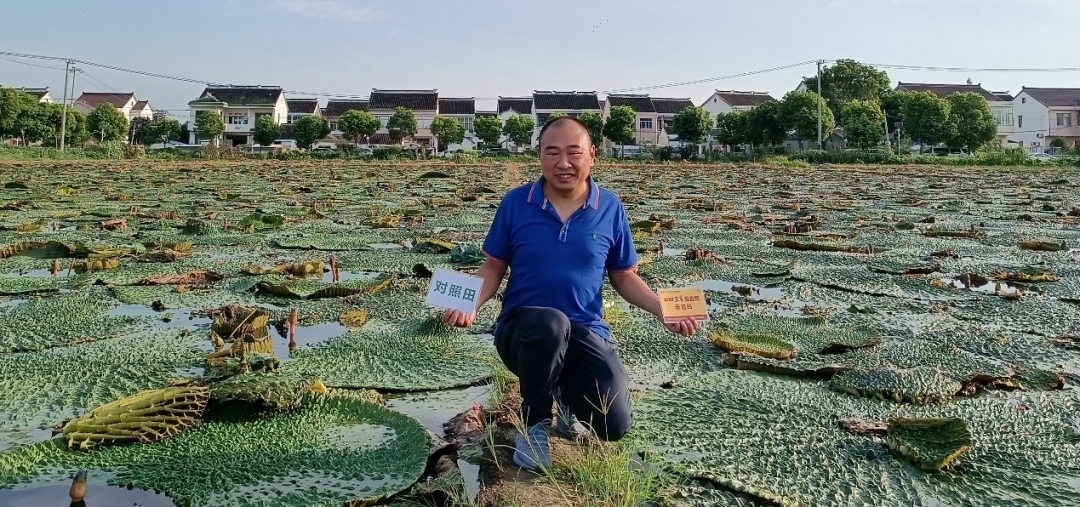 两块田一埂之隔.jpg