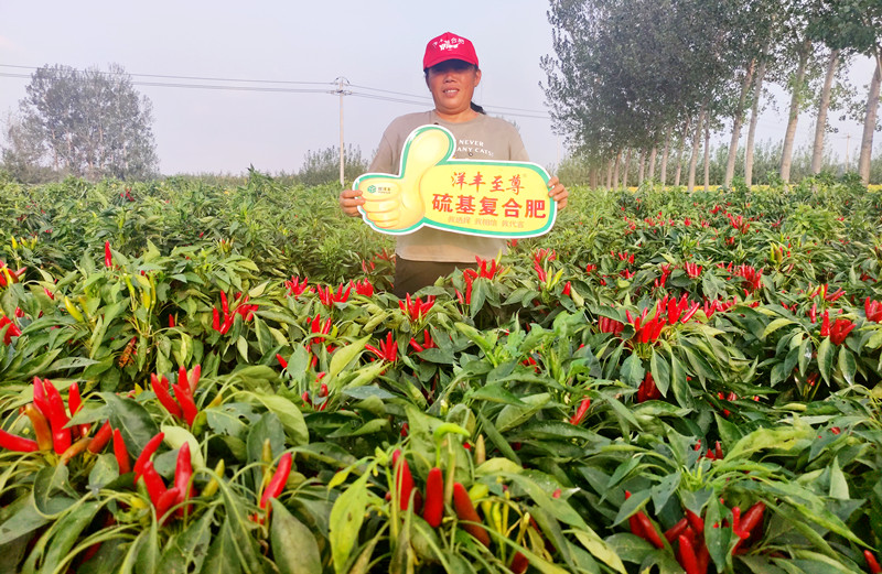种植户：田美霞_副本.jpg